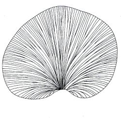 Cyclopteris